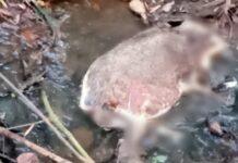 ಕುಡಿಯವ ನೀರು ಪೂರೈಸುವ ಝರಿ ನೀರಿನಲ್ಲಿ ಸತ್ತ ಕಾಡುಪ್ರಾಣಿಯ ಶವ