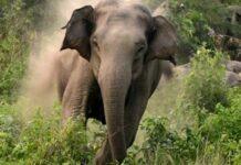 ಕಾಫಿನಾಡಿನಲ್ಲಿ ಕಾಡಾನೆ ದಾಳಿ: ಕಾರ್ಮಿಕ ಸಾವು