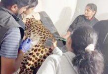 ಚಿರತೆಗೆ ಎಂಆರ್ಐ ಸ್ಕ್ಯಾನಿಂಗ್