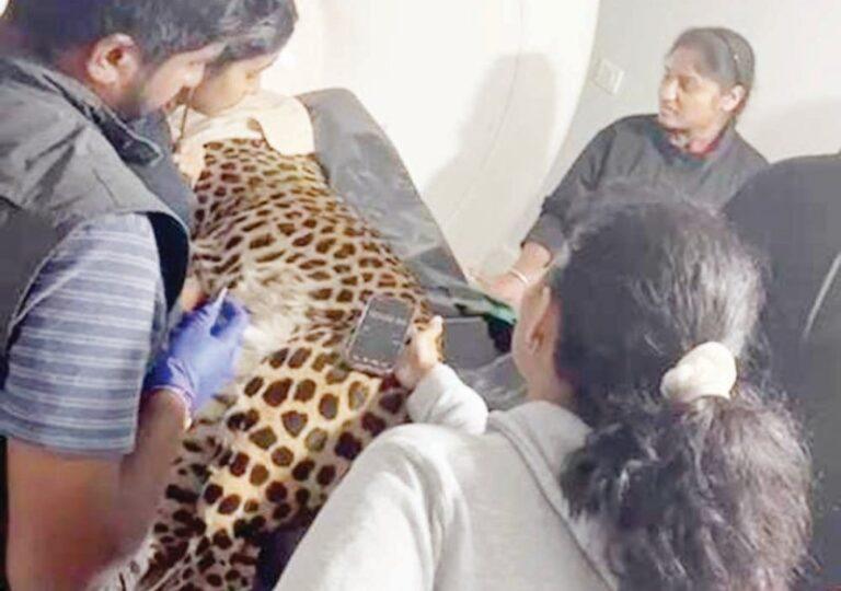 ಚಿರತೆಗೆ ಎಂಆರ್‌ಐ ಸ್ಕ್ಯಾನಿಂಗ್