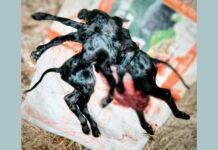 8 ಕಾಲು, 3 ಕಿವಿ, 2 ತಲೆ, 1 ಮುಖ. ಏನಿದು ವಿಚಿತ್ರ?