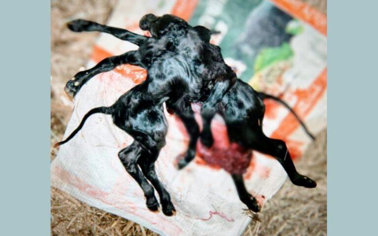 8 ಕಾಲು, 3 ಕಿವಿ, 2 ತಲೆ, 1 ಮುಖ. ಏನಿದು ವಿಚಿತ್ರ?