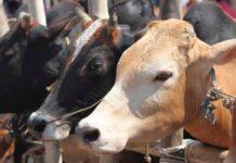 ಧಾರವಾಡ: ಲಾರಿ ಸಮೇತ ಐದು ಟನ್ ಗೋ ಮಾಂಸ ವಶಕ್ಕೆ