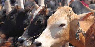 ಧಾರವಾಡ: ಲಾರಿ ಸಮೇತ ಐದು ಟನ್ ಗೋ ಮಾಂಸ ವಶಕ್ಕೆ