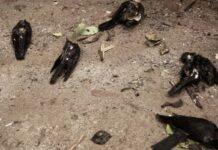 ಎಚ್5ಎನ್1 ಸೋಂಕಿಗೆ ಸಾವಿರಾರು ಕಾಗೆಗಳ ಬಲಿ