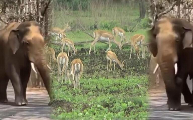 ಕಾಡಂಚಿನಲ್ಲಿ ವನ್ಯಜೀವಿಗಳ ಹಾವಳಿ: ಗ್ರಾಮಸ್ಥರಲ್ಲಿ ಹೆಚ್ಚಿದ ಭೀತಿ