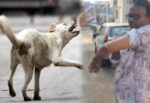 ದಾಂಡೇಲಿ: ಬೀದಿನಾಯಿಗಳ ದಾಳಿ ಹೆಚ್ಚಳ – ಪತ್ರಿಕಾ ವಿತರಕರು, ಮಕ್ಕಳು, ವೃದ್ಧರ ಮೇಲೆ ನಿರಂತರ ದಾಳಿ