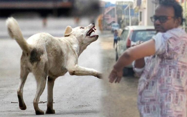 ದಾಂಡೇಲಿ: ಬೀದಿನಾಯಿಗಳ ದಾಳಿ ಹೆಚ್ಚಳ – ಪತ್ರಿಕಾ ವಿತರಕರು, ಮಕ್ಕಳು, ವೃದ್ಧರ ಮೇಲೆ ನಿರಂತರ ದಾಳಿ