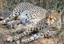 ಕುನೋದಲ್ಲಿ ಸಂಭ್ರಮ: ಚಿರತೆ ಗಾಮಿನಿಯಿಂದ ಮೂರು ಮರಿಗಳಿಗೆ ಜನ್ಮ