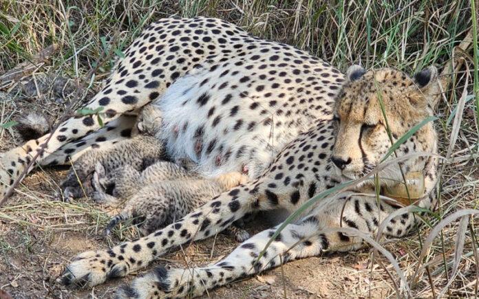 kuno-national-park-cheetah-gamini-gives-birth-three-cubs-india