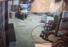 ಹಂಪಿಯ ವಿರೂಪಾಕ್ಷೇಶ್ವರ ದೇಗುಲದ ಬಳಿ ಚಿರತೆ ಪ್ರತ್ಯಕ್ಷ