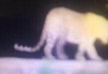 ಹುಬ್ಬಳ್ಳಿಯಲ್ಲಿ ಮತ್ತೆ ಚಿರತೆ ಆತಂಕ: ಸಭಾಪತಿ ಹೊರಟ್ಟಿ ಅವರ ತೋಟದಲ್ಲಿ ಪ್ರತ್ಯಕ್ಷ