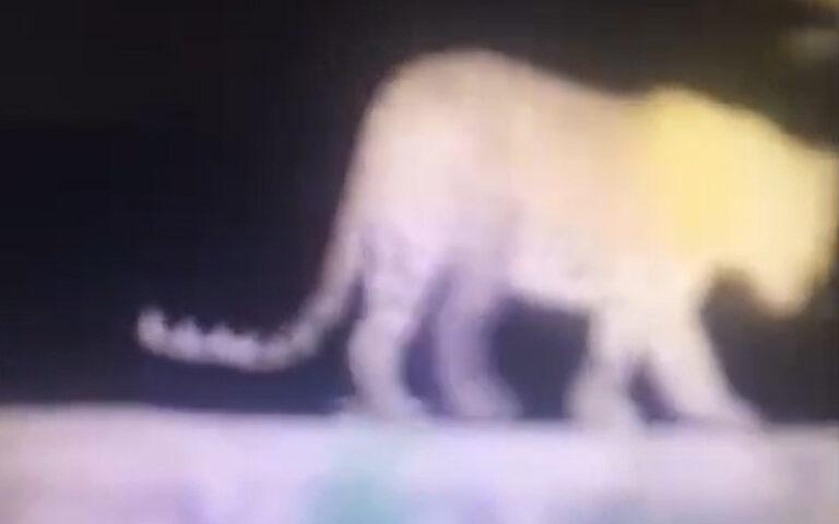 ಹುಬ್ಬಳ್ಳಿಯಲ್ಲಿ ಮತ್ತೆ ಚಿರತೆ ಆತಂಕ: ಸಭಾಪತಿ ಹೊರಟ್ಟಿ ಅವರ ತೋಟದಲ್ಲಿ ಪ್ರತ್ಯಕ್ಷ