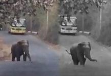 ದಾಂಡೇಲಿ ಸುತ್ತಮುತ್ತ ಒಂಟಿ ಸಲಗ ಉಪಟಳ: ರಸ್ತೆಗಳಲ್ಲಿ ಭೀತಿ