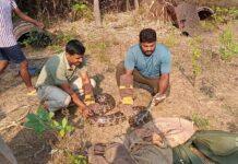 ಅಬ್ಬಾ…! ಒಂದೇ ಮನೆಯಲ್ಲಿ ಬರೋಬ್ಬರಿ ಆರು ಹೆಬ್ಬಾವು ಪ್ರತ್ಯಕ್ಷ