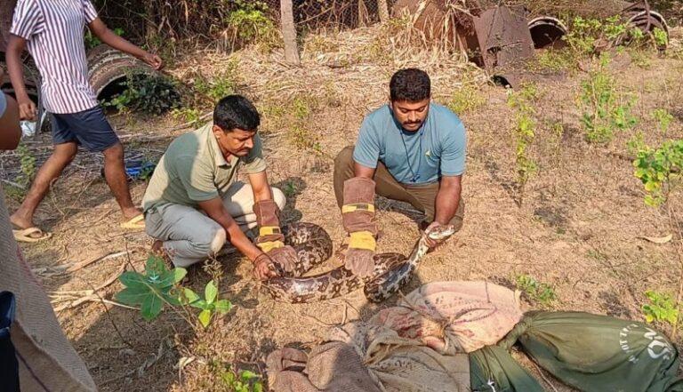ಅಬ್ಬಾ…! ಒಂದೇ ಮನೆಯಲ್ಲಿ ಬರೋಬ್ಬರಿ ಆರು ಹೆಬ್ಬಾವು ಪ್ರತ್ಯಕ್ಷ