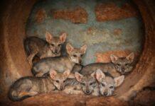 ಪಿಲಿಕುಳ ಜೈವಿಕ ಉದ್ಯಾನವನದಲ್ಲಿ 7 ಮರಿಗಳ ತಾಯಿಯಾದ ಭಾರತೀಯ ತೋಳ ʻಗೀತʼ