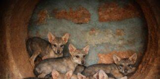 ಪಿಲಿಕುಳ ಜೈವಿಕ ಉದ್ಯಾನವನದಲ್ಲಿ 7 ಮರಿಗಳ ತಾಯಿಯಾದ ಭಾರತೀಯ ತೋಳ ʻಗೀತʼ