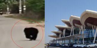 ವಿಮಾನ ನಿಲ್ದಾಣಕ್ಕೆ ಬಂದ ಕರಡಿ..!