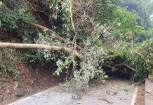 ಆಗುಂಬೆ ಘಾಟಿಯಲ್ಲಿ ಮರ ಬಿದ್ದು ಕೆಲ ಕಾಲ ವಾಹನ ಸಂಚಾರ ಸ್ಥಗಿತ