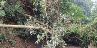 ಆಗುಂಬೆ ಘಾಟಿಯಲ್ಲಿ ಮರ ಬಿದ್ದು ಕೆಲ ಕಾಲ ವಾಹನ ಸಂಚಾರ ಸ್ಥಗಿತ