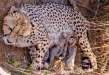 ಚೀತಾ ಯೋಜನೆಗೆ ದೊಡ್ಡ ಯಶಸ್ಸು: ಅರ್ಧ ಶತಕ ದಾಟಿದ ಚಿರತೆ ಸಂಖ್ಯೆ