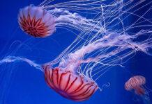 ಜೆಲ್ಲಿ ಮೀನು ಕ್ರಾಂತಿ : ಭಾರತೀಯ ವಿಜ್ಞಾನಿಗಳ ಮಹತ್ವದ ಸಾಧನೆ