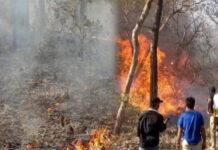 ಸಹ್ಯಾದ್ರಿಯ ಮಡಿಲಿನ ದಾಂಡೇಲಿ ಕಾಡುಗಳಿಗೆ ಕಾಡ್ಗಿಚ್ಚಿನ ಕಾಟ