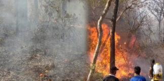 ಸಹ್ಯಾದ್ರಿಯ ಮಡಿಲಿನ ದಾಂಡೇಲಿ ಕಾಡುಗಳಿಗೆ ಕಾಡ್ಗಿಚ್ಚಿನ ಕಾಟ