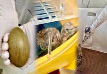 ಪ್ರಾಜೆಕ್ಟ್ GIBಗೆ ಯಶಸ್ಸಿನ ಮೈಲಿಗಲ್ಲು: ಎರಡು ಹೊಸ ಮರಿಗಳ ಜನನ