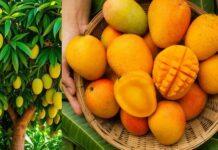 ಮಾರುಕಟ್ಟೆಯಲ್ಲಿ ಮಾವಿನ ಹಣ್ಣು ನೋಡಿ ಮೋಸ ಹೋಗಬೇಡಿ; ಅಸಲಿಯೇ? ನಕಲಿಯೇ? ಹೀಗೆ ಚೆಕ್ ಮಾಡಿ!