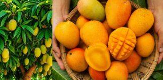 ಮಾರುಕಟ್ಟೆಯಲ್ಲಿ ಮಾವಿನ ಹಣ್ಣು ನೋಡಿ ಮೋಸ ಹೋಗಬೇಡಿ; ಅಸಲಿಯೇ? ನಕಲಿಯೇ? ಹೀಗೆ ಚೆಕ್ ಮಾಡಿ!