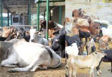 ಭೋಪಾಲ್ ‘ಗೋಹತ್ಯೆ’ ಪ್ರಕರಣ: ಸಾಕ್ಷ್ಯಗಳ ಕೊರತೆ ಮತ್ತು ತನಿಖಾ ವೈಫಲ್ಯದ ನಡುವೆ ರಹಸ್ಯ ಬಯಲು