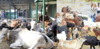 ಭೋಪಾಲ್ ‘ಗೋಹತ್ಯೆ’ ಪ್ರಕರಣ: ಸಾಕ್ಷ್ಯಗಳ ಕೊರತೆ ಮತ್ತು ತನಿಖಾ ವೈಫಲ್ಯದ ನಡುವೆ ರಹಸ್ಯ ಬಯಲು