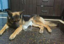 ಶ್ವಾನದಿಂದ ಬೆಕ್ಕಿನ ಮರಿಗೆ ಹಾಲು – ಅಪೂರ್ವ ದೃಶ್ಯ ವೈರಲ್