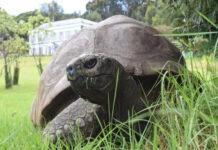 ವಿಶ್ವದ ಅತಿ ಹಳೆಯ ಆಮೆ ಜೊನಾಥನ್ ಜೀವಂತ