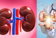 ಕಿಡ್ನಿ ದಾನಕ್ಕೆ ಬದಲಾದ ಮಾರ್ಗಸೂಚಿ: ಸುಸಜ್ಜಿತ ಕಸಿ ವ್ಯವಸ್ಥೆ; ರೋಗಿಗಳ ಹಿತರಕ್ಷಣೆಗಾಗಿ ಹೊಸ ನಿಯಮ ಜಾರಿ!