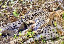 4 ಮರಿಗಳಿಗೆ ಜನ್ಮ ನೀಡಿದ ಭಾರತೀಯ ಮೂಲದ ಚಿರತೆ ಗಾಮಿನಿ