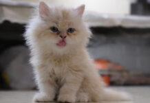 National Pet Day: ಪ್ರೀತಿ, ಜವಾಬ್ದಾರಿಯ ನಡುವಿನ ಸುಂದರ ಬಂಧ