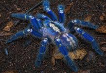 ಅಳಿವಿನಂಚಿನ ‘ನವಿಲು ಟರಂಟುಲಾ’ ಸಂರಕ್ಷಣೆಗೆ ಸಮೀಕ್ಷೆ ಆರಂಭ