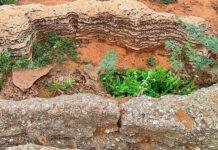 ತೂತುಕುಡಿಯಲ್ಲಿ 12,000 ವರ್ಷ ಹಳೆಯ ಪಳೆಯುಳಿಕೆ ಪತ್ತೆ