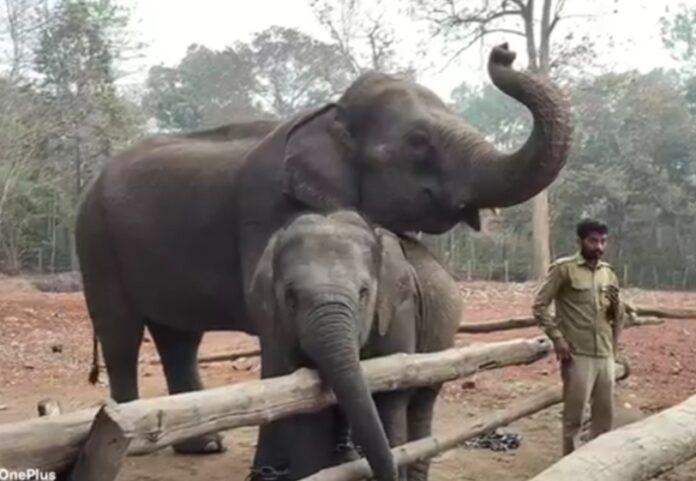 Dandeli