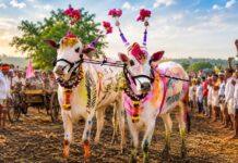 ರೈತರ ಮೊದಲ ಹಬ್ಬ ಕಾರಹುಣ್ಣಿಮೆ ಸಂಭ್ರಮಕ್ಕೆ ಕರುನಾಡು ಸಜ್ಜು