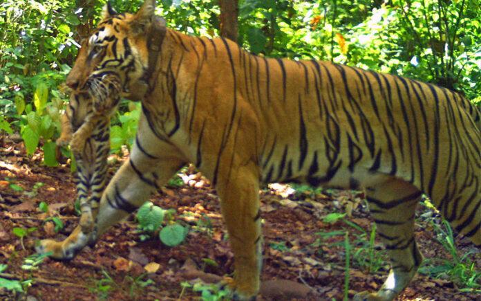 tigress-jinnat-gives-birth-to-four-cubs-in-similipal-tiger-reserve