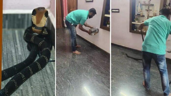 8-foot-king-cobra-rescued-from-house-dining-hall-in-beltangady