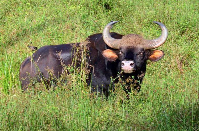 Indian Bison