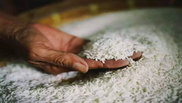 Rice