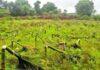 610 ಅಡಿಕೆ ಮರ ಕಡಿದು ನಾಶಪಡಿಸಿದ ಪ್ರಕರಣ: ಆರೋಪಿ ಬಂಧನ