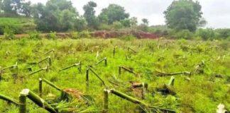 610 ಅಡಿಕೆ ಮರ ಕಡಿದು ನಾಶಪಡಿಸಿದ ಪ್ರಕರಣ: ಆರೋಪಿ ಬಂಧನ