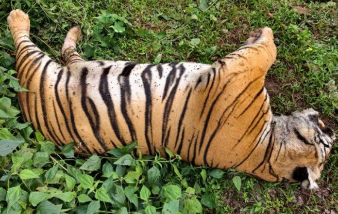 male-tiger-found-dead-in-private-coffee-estate-near-bhadra-tiger-reserve